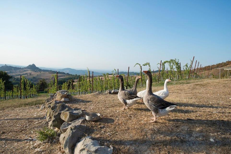 Fattoria Branciana Rossena Exterior foto